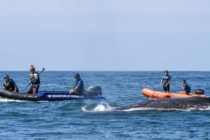 A team from NOAA Fisheries and SeaWorld prepares to use a specialized knife on a long pole to cut an entangled humpback whale loose from crab fishing gear on September 26, 2002 photo copyright SeaWorld San Diego / MMHSRP Permit #18786-06 taken at  and featuring the Environment class