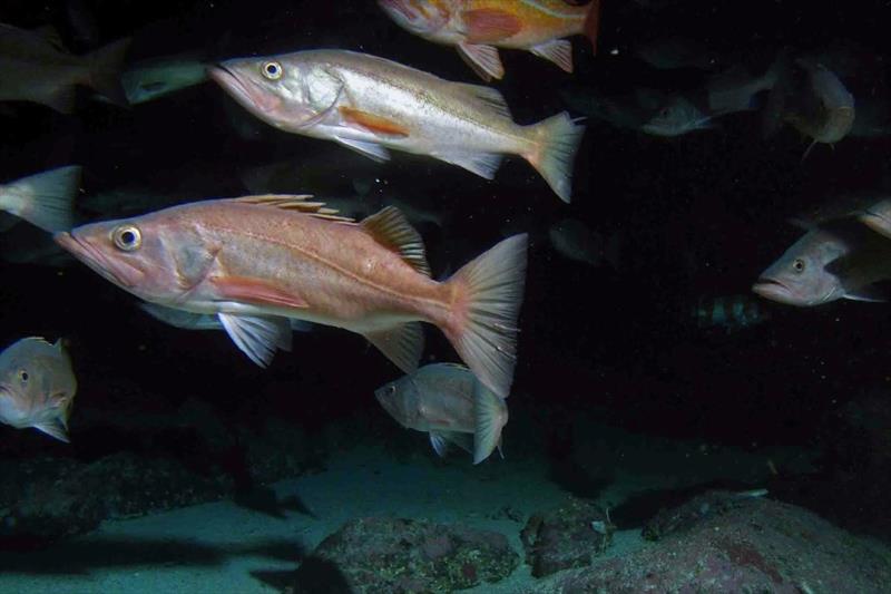 Bocaccio rockfish photo copyright NOAA Fisheries taken at  and featuring the Fishing boat class