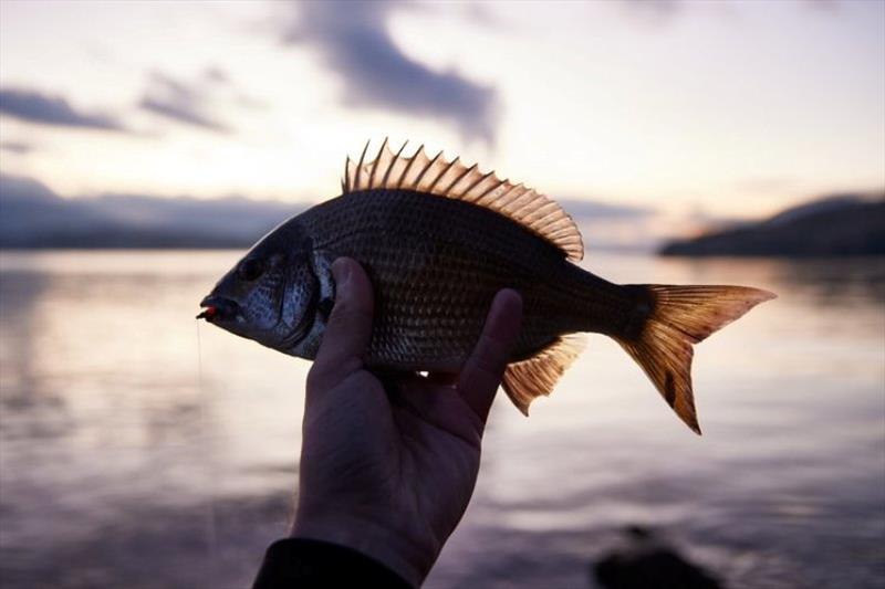 A Lindisfarne bream on fly. - photo © Spot On Fishing Hobart
