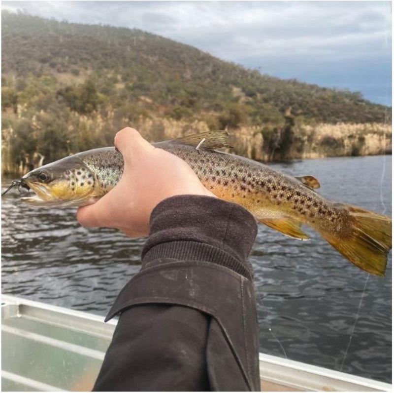 River Derwent Tagged Trout Trials: White/Green Tags - photo © Spot On Fishing Hobart