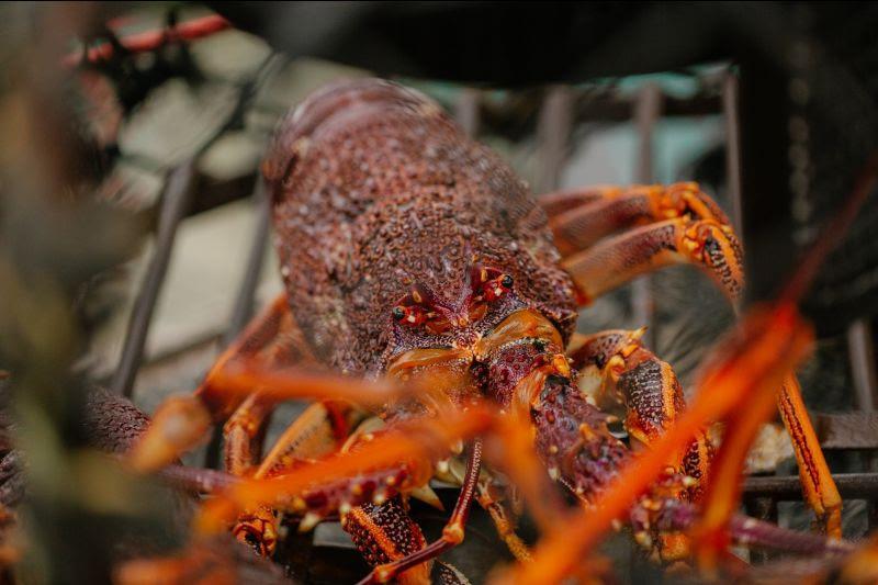Rock lobster photo copyright TARFish taken at Tarfish and featuring the Fishing boat class