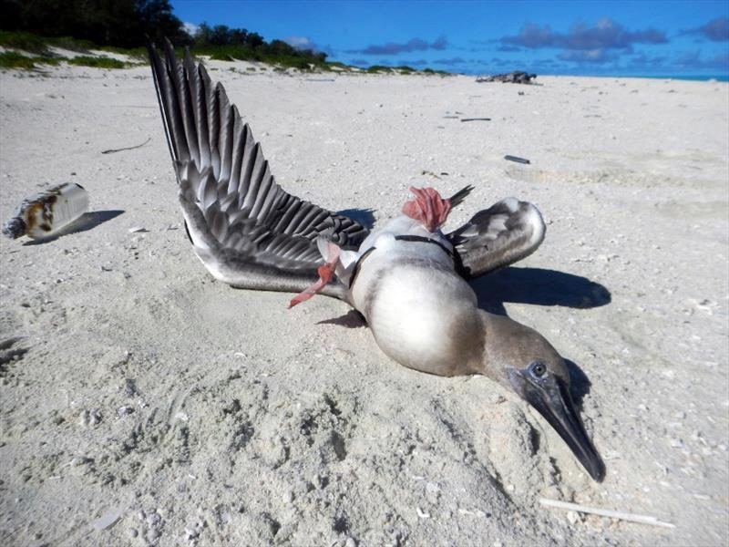 A booby bird found on Midway Atoll with it's wings pinned by a plastic ring from an eel cone trap - photo © NOAA Fisheries