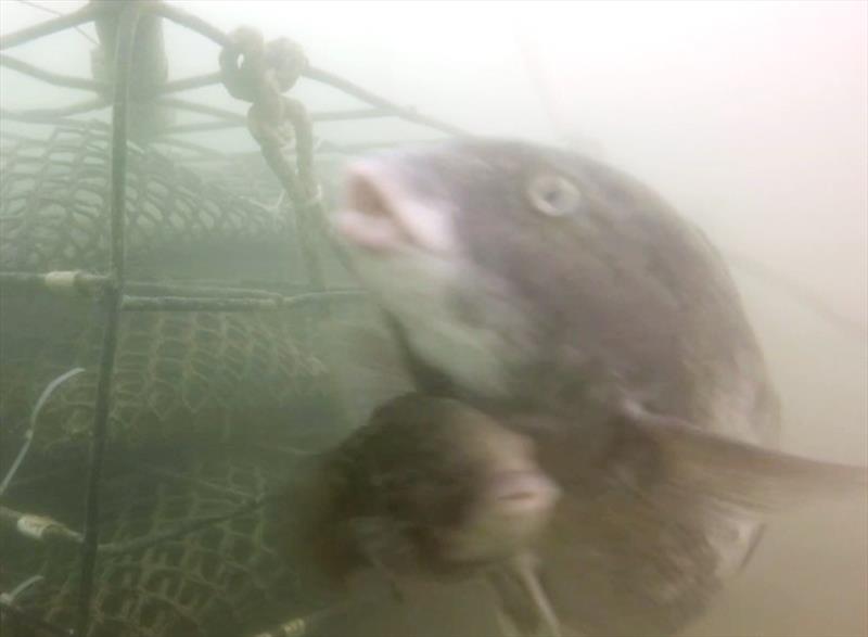 Still from GoPro footage of subadult male tautog, or `sneaker,` courting larger female near aquaculture oyster cage photo copyright NOAA Fisheries taken at 