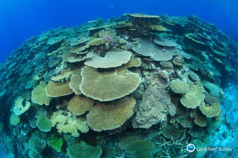 The bleaching response of corals on the Great Barrier Reef was diminished in a second summer heatwave, despite higher exposure to heat stress. - photo © Tane Sinclair-Taylor