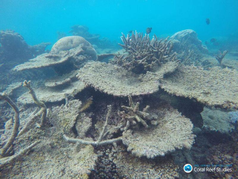 A dead and eroding section of reef following back-to-back bleaching events. Great Barrier Reef. - photo © ARC CoE for Coral Reef Studies / Greg Torda