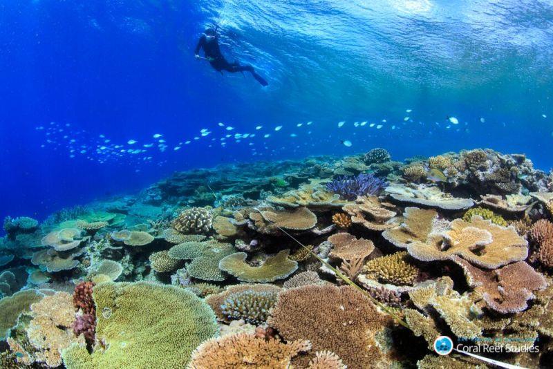 Researchers found that the response of corals to heat stress during the second of two unprecedented back-to-back bleaching events on the Great Barrier Reef was markedly different from the first photo copyright Tane Sinclair-Taylor taken at 