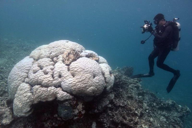 During an underwater survey, a researcher records the bleaching severity of a massive Porites coral colony on the Great Barrier Reef. - photo © Justin Marshall