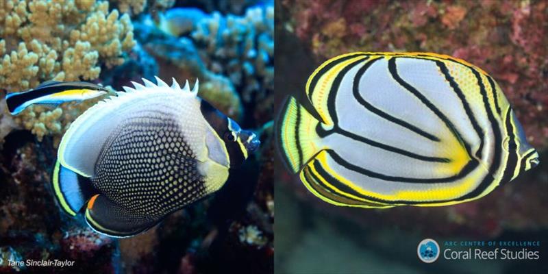 Two closely related species living together need different colours to stand out. The Reticulated Butterflyfish (left) & Meyer's Butterflyfish (right) are close relatives that have overlapping ranges in Indo-Pacific and are both found on Great Barrier Reef photo copyright Tane Sinclair-Taylor taken at 