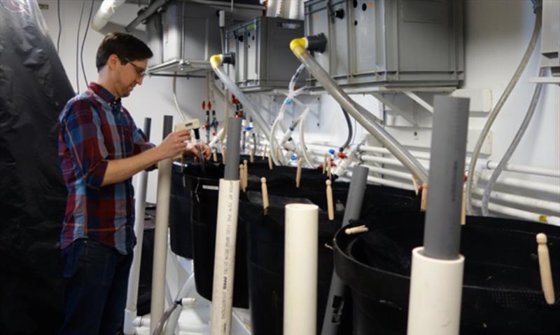 Lead author Chase Williams takes water samples to measure the pH of the water in the tanks used in the study's experiments photo copyright University of Washington taken at 