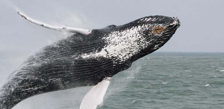 Mid-Atlantic boaters: Watch out for whales! photo copyright Kristin Rayfield, Rudee Tours taken at 