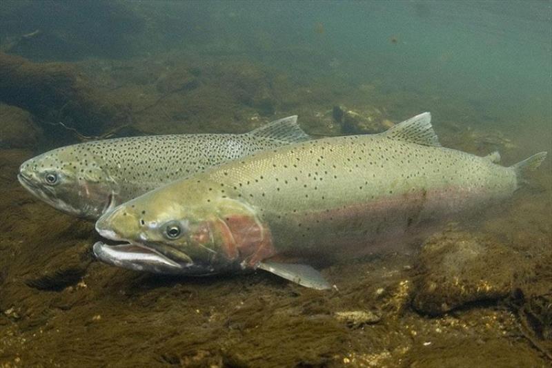 Idaho plan safeguards wild steelhead photo copyright NOAA Fisheries taken at 