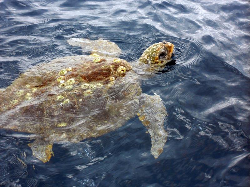 A loggerhead turtle swims in the ocean photo copyright NOAA Fisheries taken at 