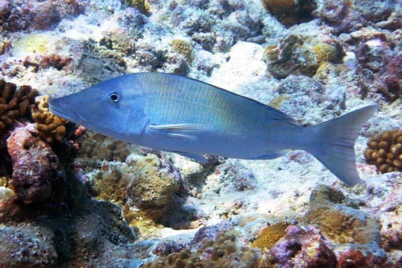 A solitary longface emperor or lililok (Lethrinus olivaceus) swims over a Guam coral reef photo copyright NOAA Fisheries / Kevin Lino taken at 