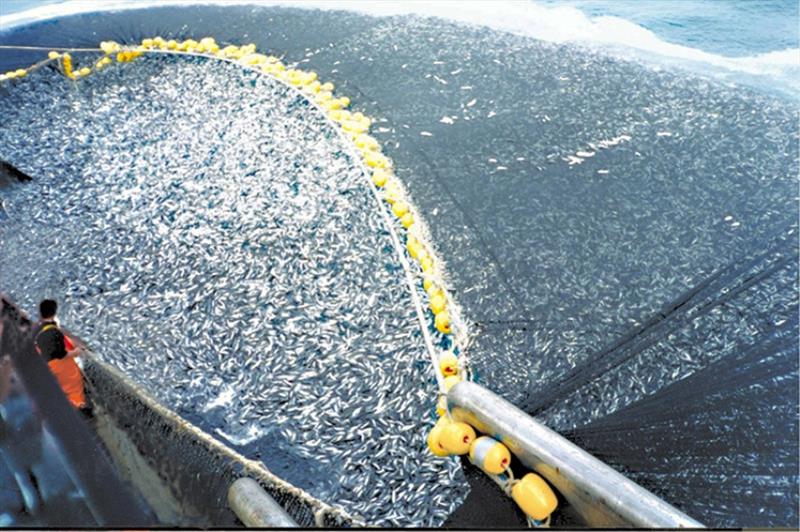 About 400 tons of jack mackerel are caught by a Chilean purse seiner photo copyright NOAA Fisheries taken at 