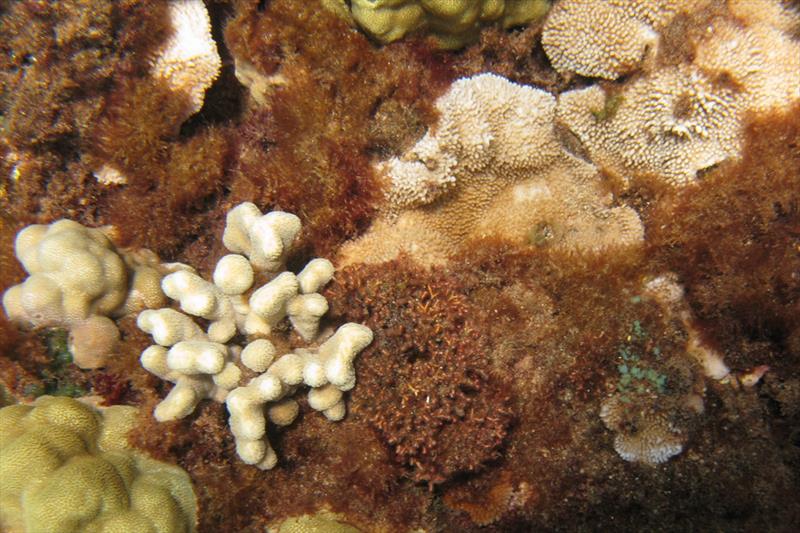 When there are few grazers, thick growths of algae can smother and stress corals, reducing their growth rate and inhibiting reproduction and settlement of new corals. - photo © NOAA Fisheries/Ivor Williams