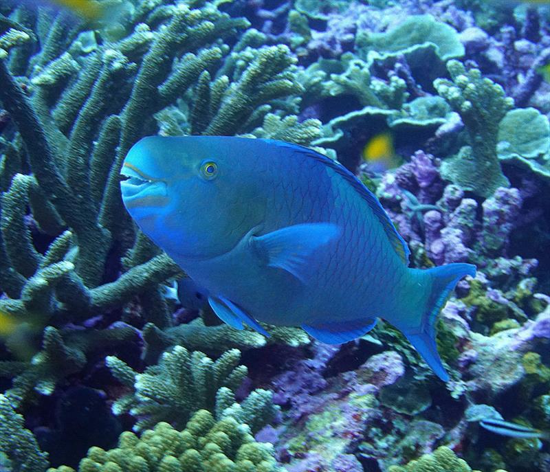 Large parrotfish have powerful beaks that scrape algae off reef substrates, opening space for corals and other organisms. - photo © NOAA Fisheries/Kevin Lino