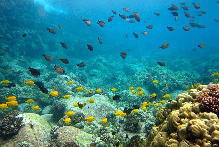 Healthy reefs with thriving corals often support large populations of herbivorous fish photo copyright NOAA Fisheries/Courtney Couch taken at 