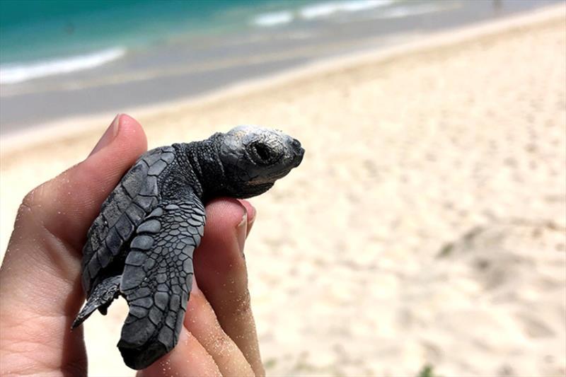Olive ridley sea turtle hatchling photo copyright NOAA Fisheries taken at 