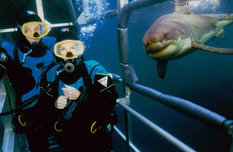 40th Anniversary - Diving with Great Whites Guadalupe - photo © Beneath the Waves