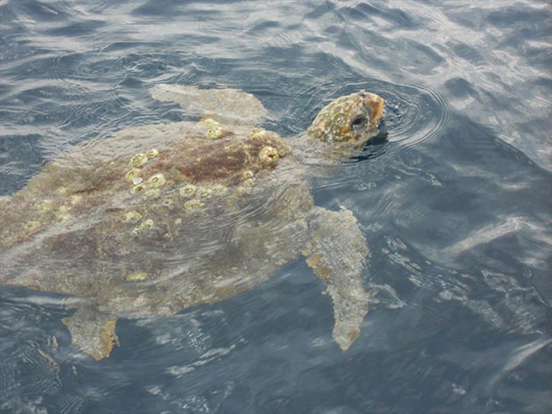 Loggerhead turtle swimming photo copyright NEFSC / Allison Henry taken at 