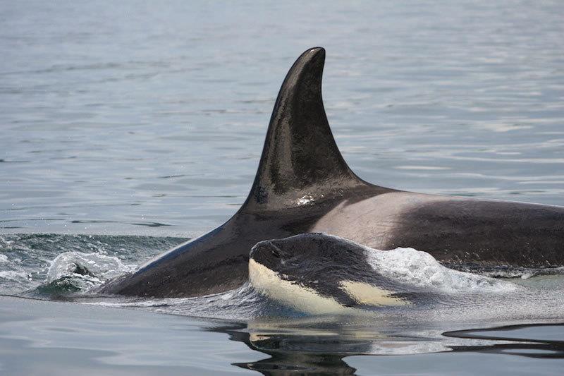 Southern Resident killer whale with calf photo copyright NOAA Fisheries taken at 