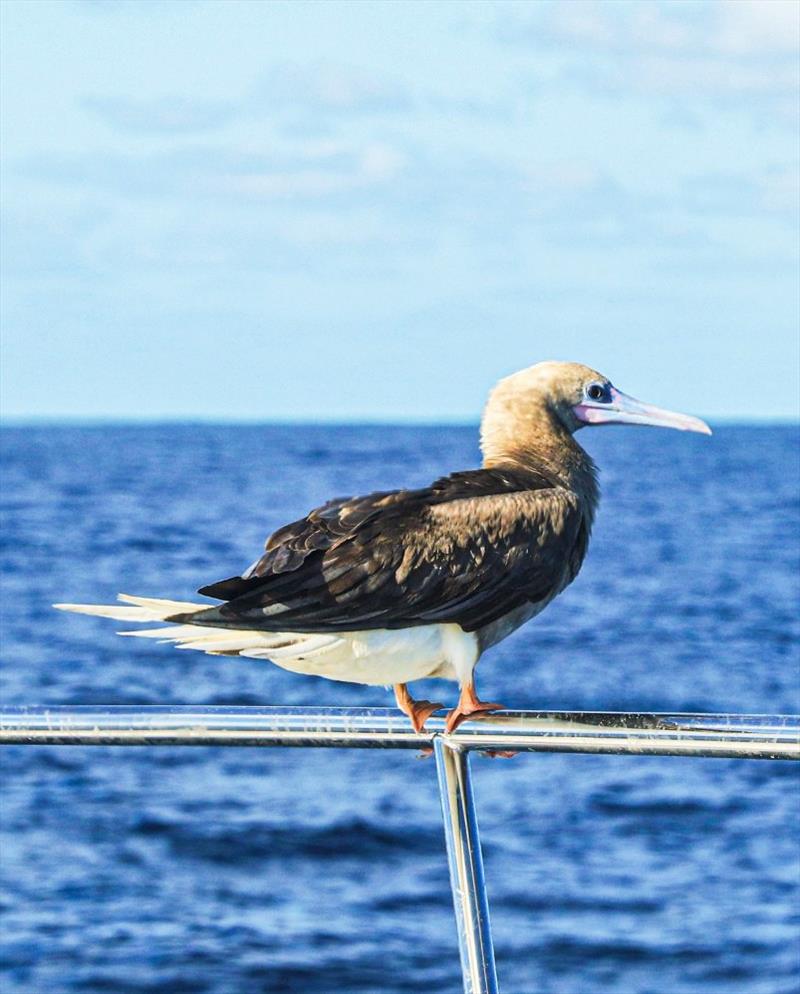 A special passenger – the red-footed booby - photo © Riviera Australia
