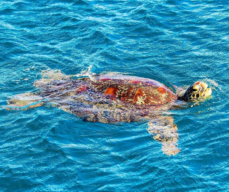 Turtle - photo © Riviera Australia