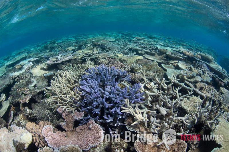 Scientists can't identify many coral species accurately—even in well-researched locations photo copyright Tom Bridge taken at 