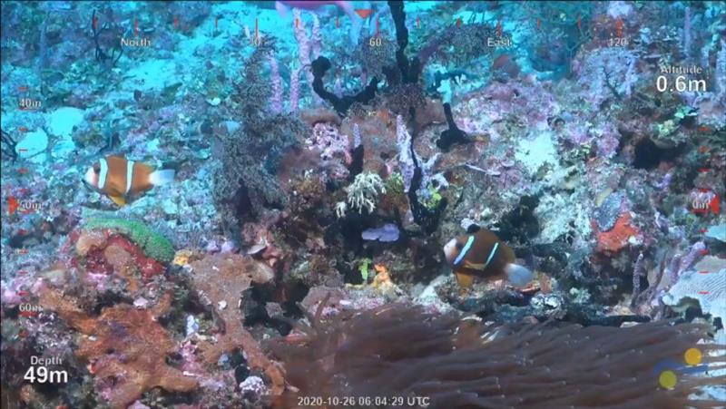 The newly discovered free-standing reef lies in deeper seas, where reef seabeds are mostly unmapped photo copyright Schmidt Ocean Institute taken at 