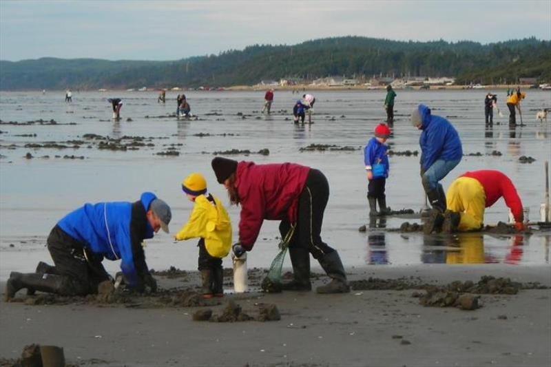 Recreational razor clamming can bring thousands of visitors to the Washington coast. Toxins concentrated in razor clam and Dungeness crab fisheries have caused economic damage to coastal communities photo copyright NOAA Fisheries taken at 
