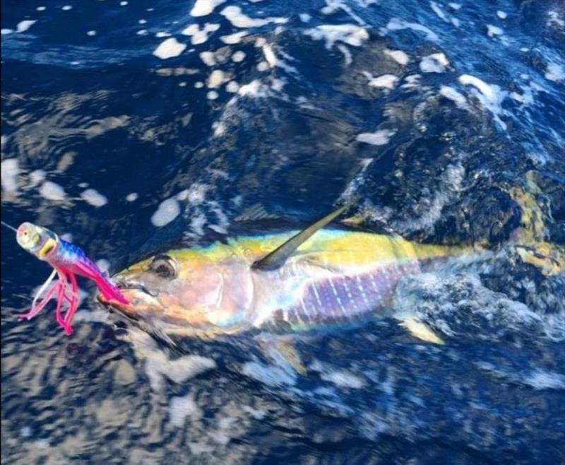 Yellowfin tuna photo copyright Recreational Fishing Alliance of NSW taken at 