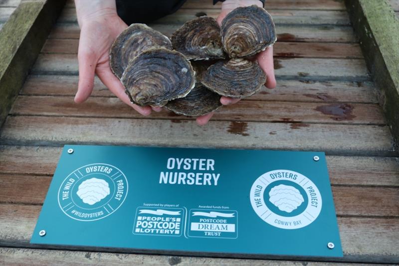 The Wild Oysters Project ZSL, Conwy Bay photo copyright ZSL taken at 