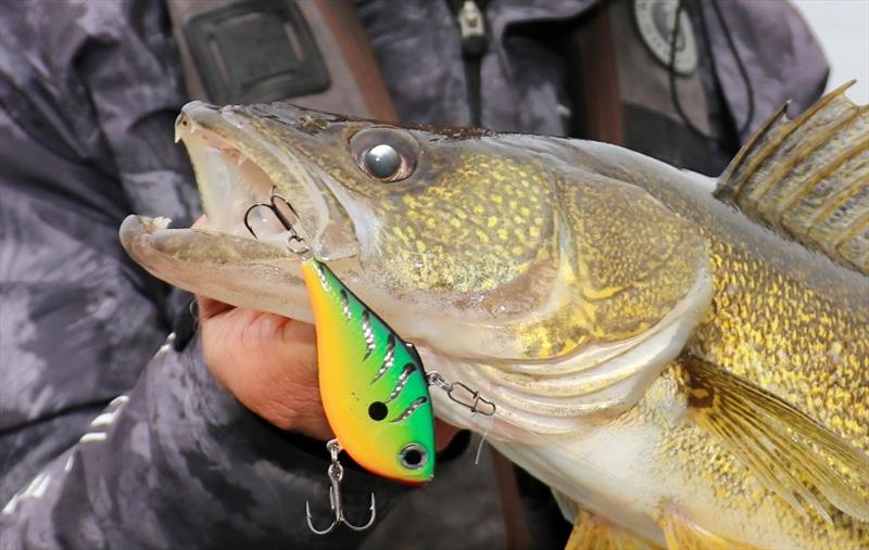 A #7 Rapala Rippin' Rap elicits aggressive reaction strikes from cold-water walleye. - photo © Dr. Jason A. Halfen