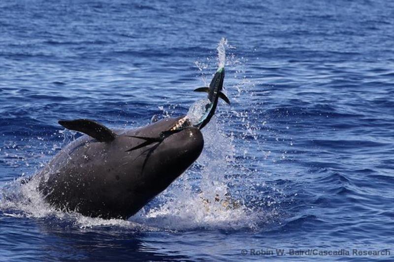 A member of the false killer whale main Hawaiian Islands insular population catches a mahimahi photo copyright Cascadia Research / Robin W. Baird taken at 