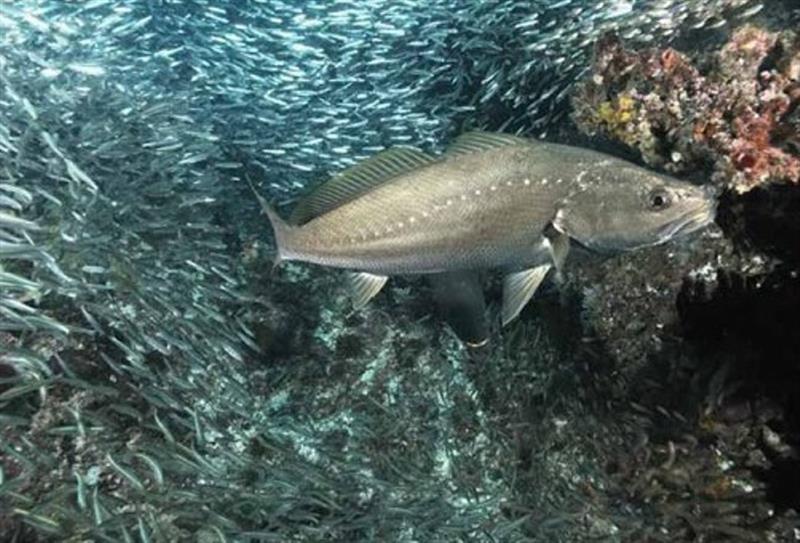 A mulloway, Argyrosomus japonicus, with a school of baitfish at a depth of 8 m, `The Needles`, Julian Rocks, New South Wales photo copyright David Cowdery taken at Recreational Fishing Alliance of NSW (RFA of NSW)