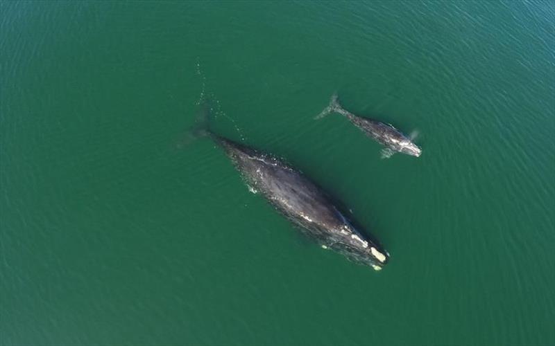 North Atlantic right whale mother and calf photo copyright Clearwater Marine Aquarium Research Institute, taken under NOAA permit #20556-01 taken at 