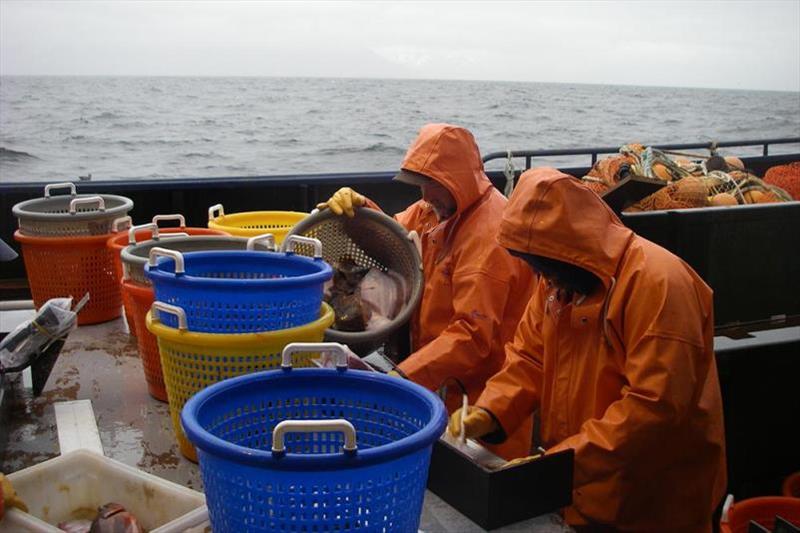NOAA Fisheries scientists sort samples collected during an eastern Bering Sea fisheries survey photo copyright NOAA Fisheries taken at 
