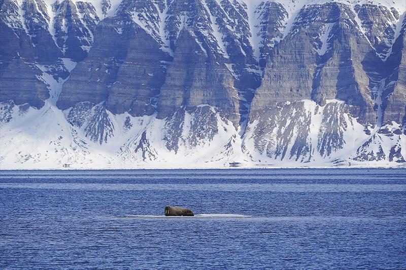 Walrus resting on ice pack in Svalbards waters photo copyright Daniel John Benton, Hurtigruten Svalbard taken at 