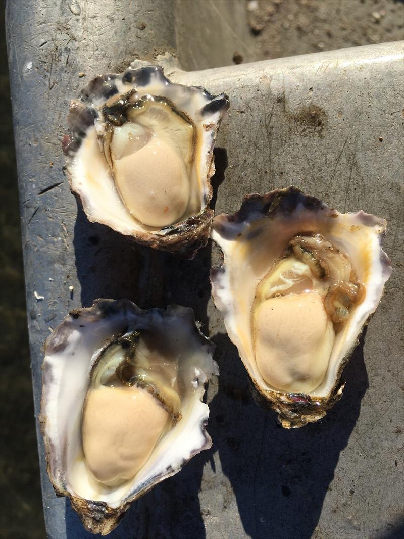 Oyster photo copyright Victorian Fisheries Authority taken at 