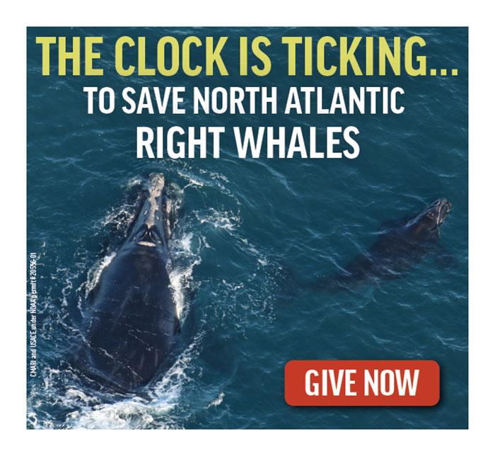 The clock is ticking for North Atlantic right whales photo copyright Sailors for the Sea taken at 