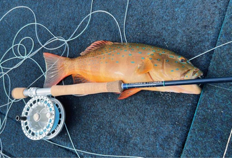 Kurt Rowlands got into some fly fishing action over the shallow inshore reefs and picked up a coral trout and spangled emperor photo copyright Fisho's Tackle World taken at 