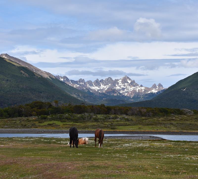 The horses are roaming free in Puerto Williams photo copyright Susanne Fyr Hellman taken at 