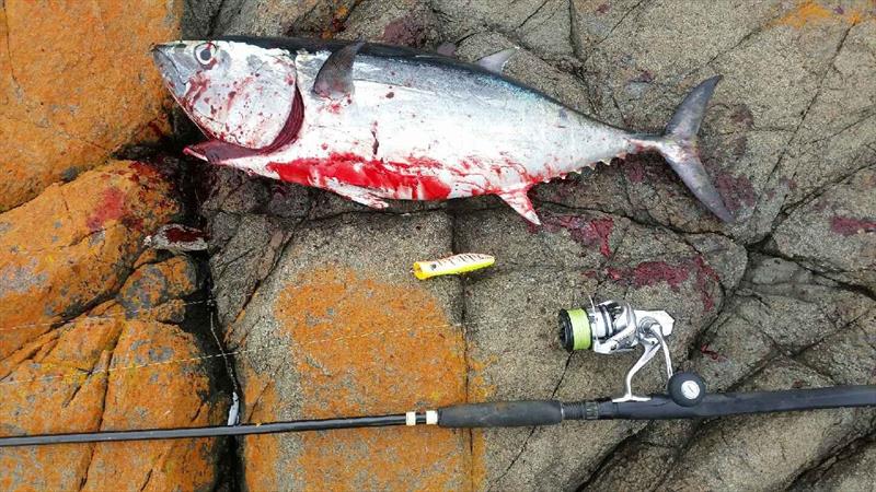 This bluefin was caught in the Derwent off the rocks at Howrah by Dave Horner popping for kingfish. Crazy!  photo copyright Spot On Fishing Hobart taken at 