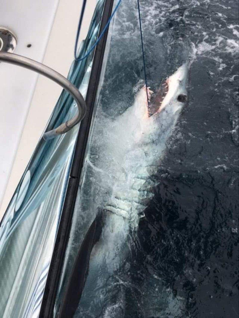 Mako Shark around the 150kg mark caught in Storm Bay Caught by the Meridian Tackle crew photo copyright Spot On Fishing Hobart taken at 
