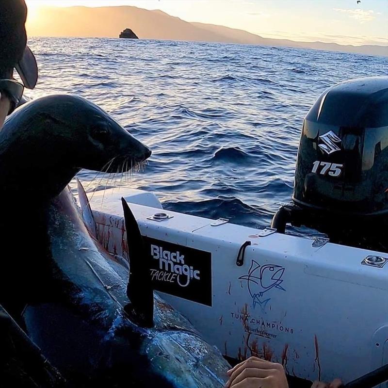 A seal chased this barrel on board Jonah's boat. - photo © Spot On Fishing Hobart