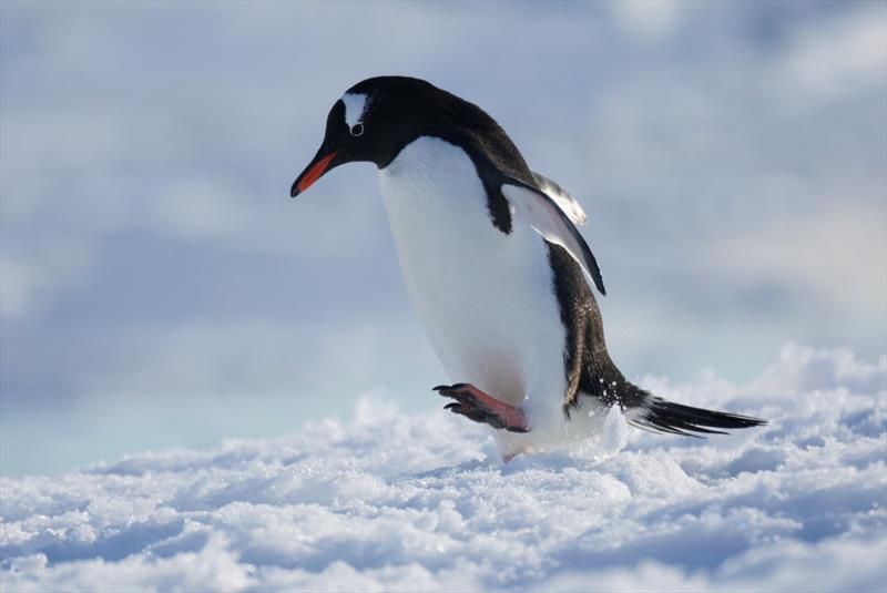 A Gentoo Penguin in Antarctica photo copyright Team South taken at 