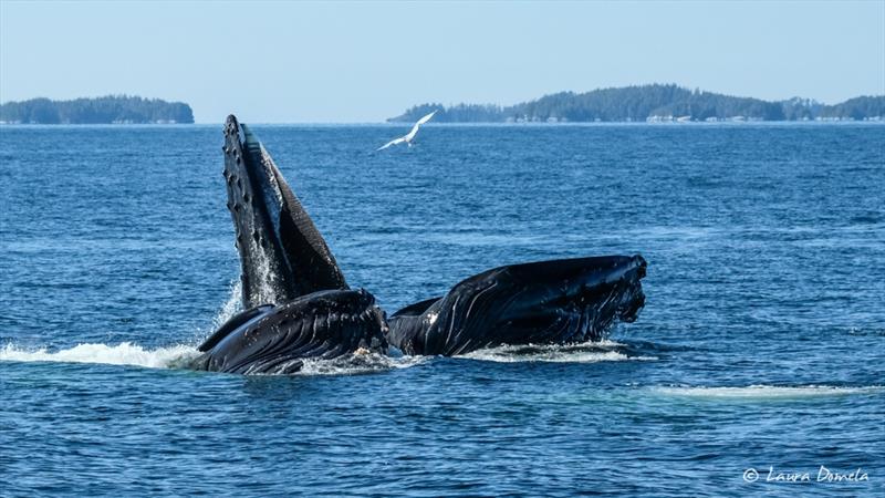 Pitt Island whales photo copyright Laura Domela taken at 