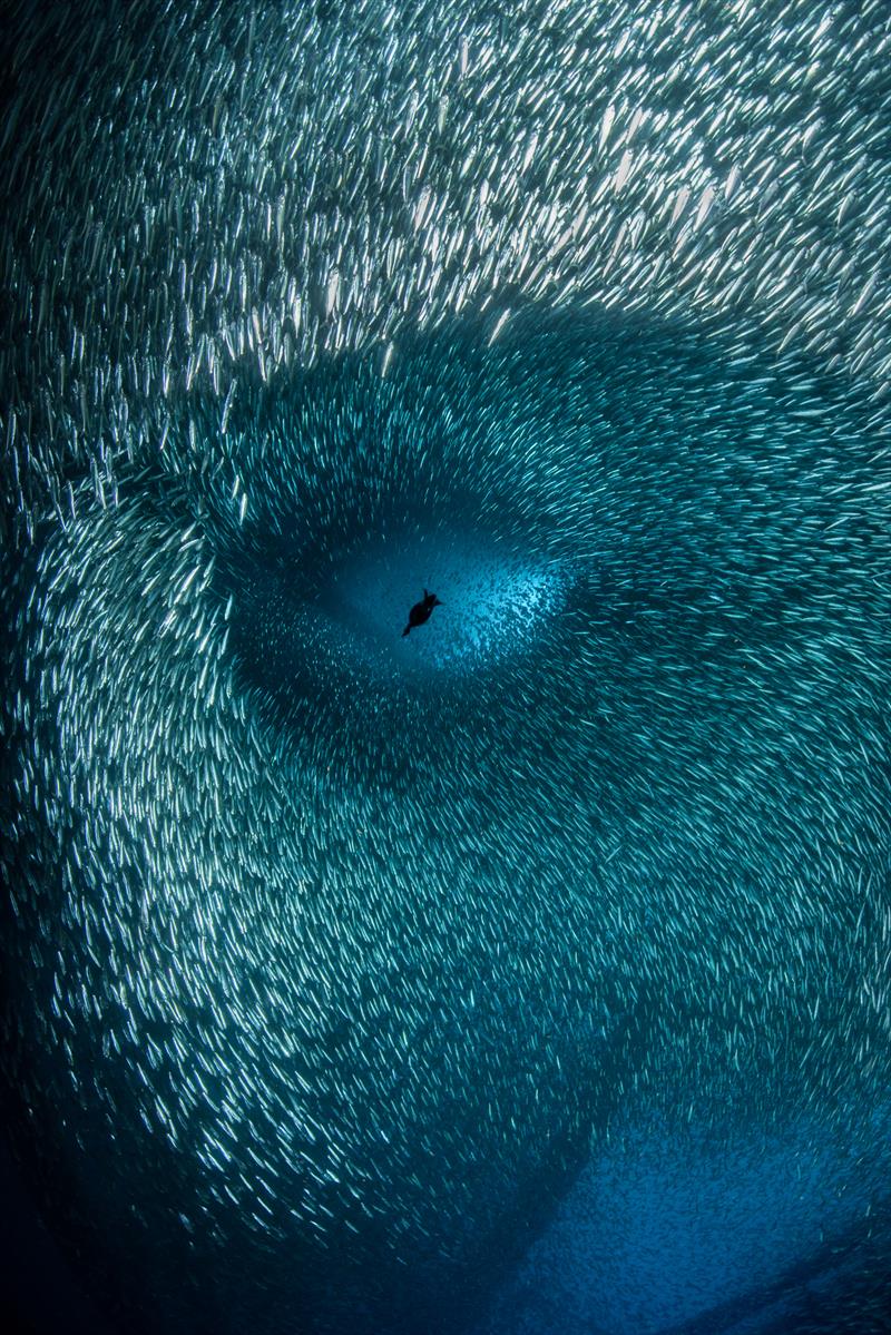 Third, Brook Peterson - A cormorant dives through a huge school of baitfish, creating a series of shapes that mimics that of a human face. United States photo copyright Brook Peterson taken at 