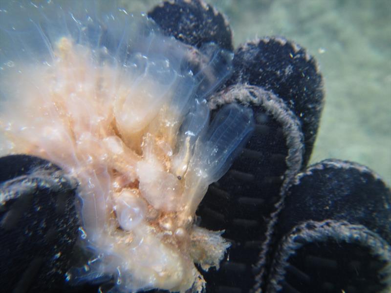 Clavelina oblonga, a type of sea squirt, has been found at Great Barrier Island. It may look pretty but could become a serious marine pest for the country  photo copyright Samantha Happy taken at  and featuring the  class