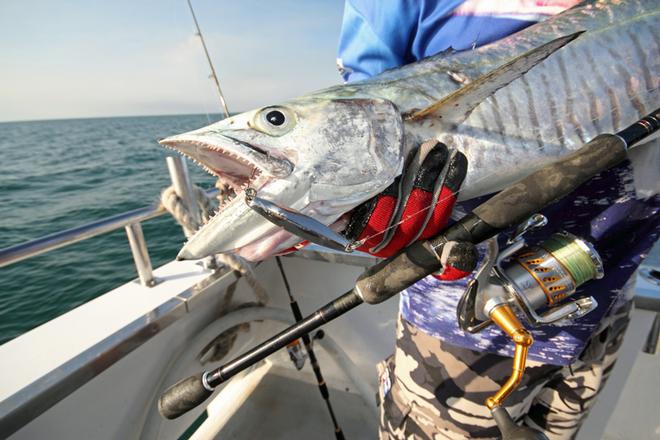 Some species such as mackerel have very sharp teeth, wire leaders are the only option. © Jarrod Day